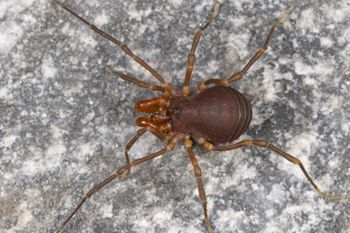 Media type: image;   Invertebrate Zoology 168077 Description: Digital photograph of specimen in life.;